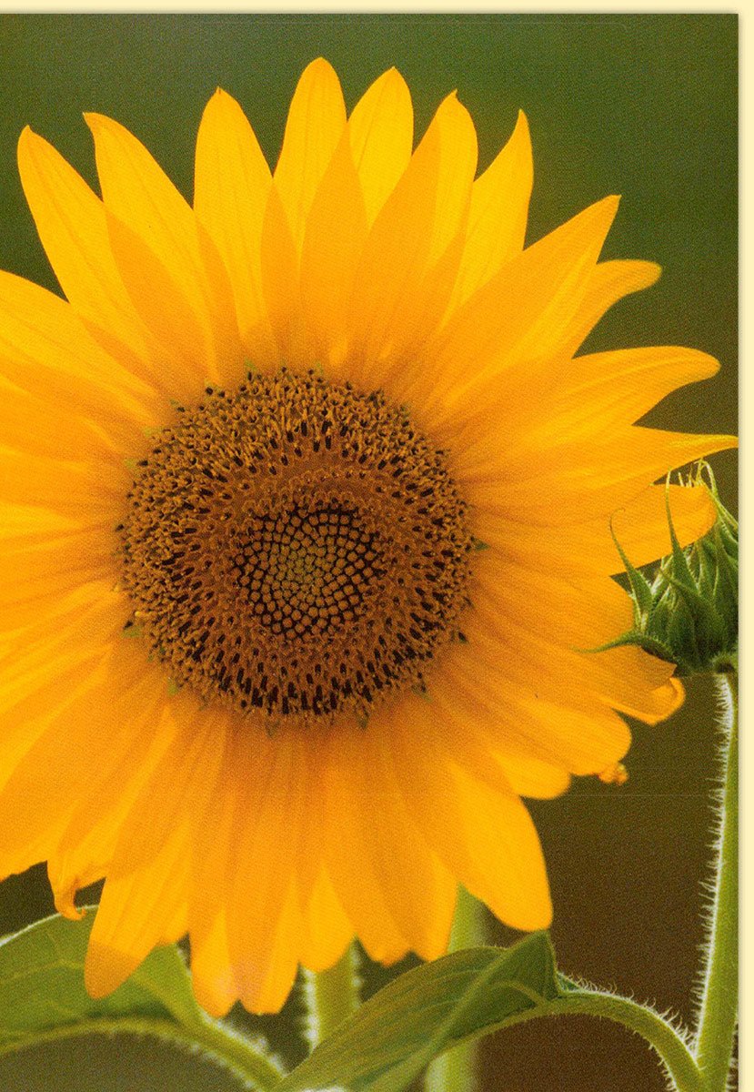 Blankokarten Blumen Natur Sonnenblume mit grünem Hintergrund ideal für verschiedene Anlässe wie Geburtstage oder Dankeskarten mit Umschlag