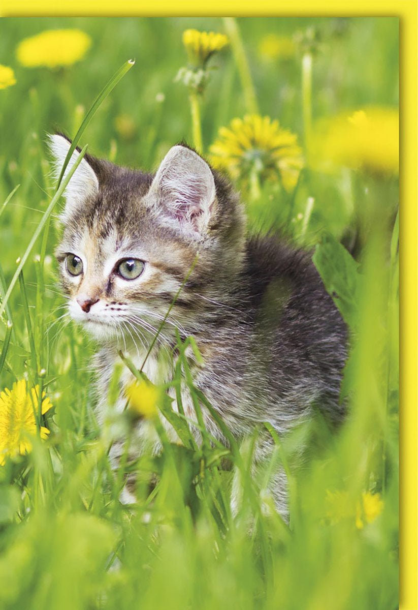 Blankokarte Katze Sommer Wiese Tiere ideal für verschiedene Gelegenheiten hochwertiger Druck auf festem Papier mit Umschlag