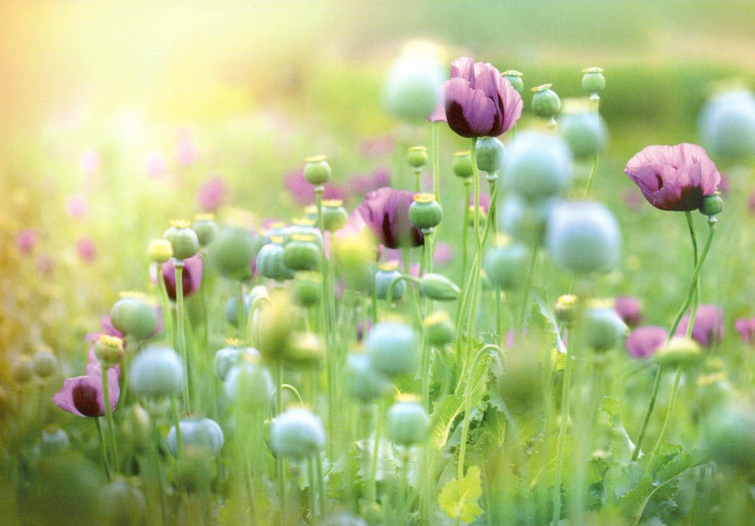 Frühlings - & Sommergrüße Postkarte – Idyllische Blumenwiese mit Mohnblumen, Naturfotografie Grußkarte für Gartenliebhaber, Floristik Vintage - Stil in Pastellfarben für Entspannung & Frieden