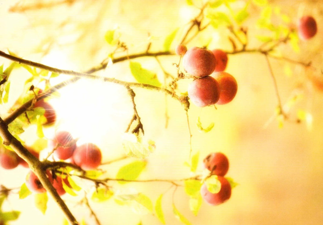 Frühlings - und Sommergrüße: Vintage Hagebutten - Blumen Postkarte - Romantische Botanik Grußkarte für Gartenliebhaber, Nostalgische Fotografie mit warmen Farben, Ideal für Geburtstag, Einladung oder Dankeschön