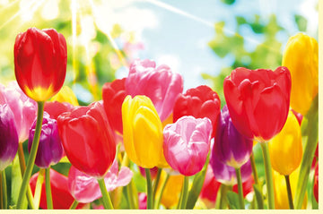 Frühlingsgeburtstag Doppelkarte - Bunte Tulpenwiese mit Sonnenstrahlen, Blanko Glückwunschkarte für Jubiläum & Feier