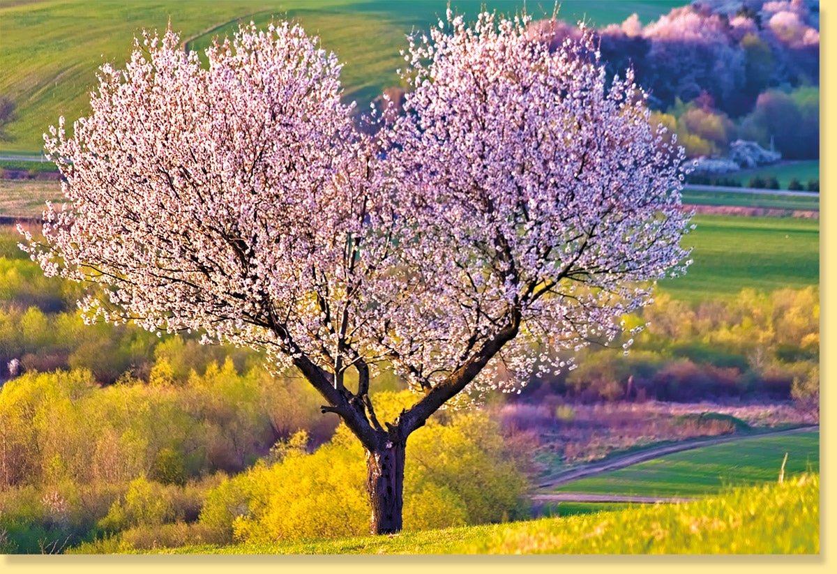 Frühlingsgruß Doppelkarte - Blühender Baum & Blumenmotiv, Natur Landschaft Blankokarte, Idyllische Grußkarte ohne Text für Frieden & Entspannung