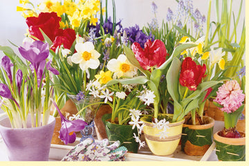 Frühlingsgruß Doppelkarte - Bunte Blumen - Fensterbank Motive, Blankokarte mit Tulpen, Narzissen & Hyazinthen, Natur Fensterdeko