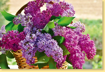 Frühlingshafte Geburtstags - und Gratulations - Doppelkarte für Frauen und Ältere - Blanko Grußkarte mit Flieder im Korb Motiv, Natur Blumen Design in Lila & Grün, Ideal für Muttertag & Genesung
