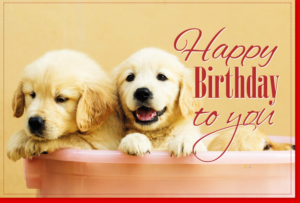 Geburtstag Doppelkarte - Süße Hunde Welpen Motiv Glückwunschkarte für Hundeliebhaber, Happy Birthday Grußkarte mit Tiermotiv