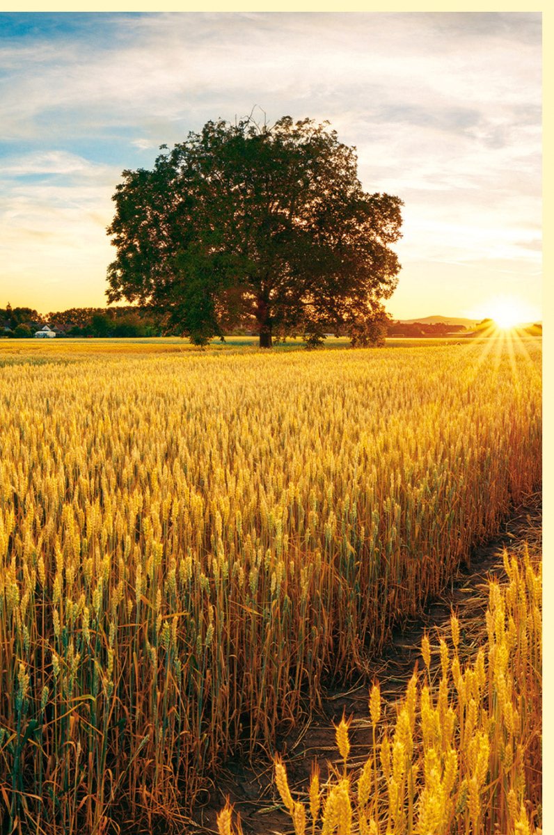 Geburtstags - Doppelkarte "Getreidefeld im Sonnenuntergang" - Naturfotografie Landschaftskarte, Blanko Fotogrußkarte mit Feld, Baum & Himmel Motiv, Entspannende Gelb - Gold Töne für Naturliebhaber und Fotografiebegeisterte