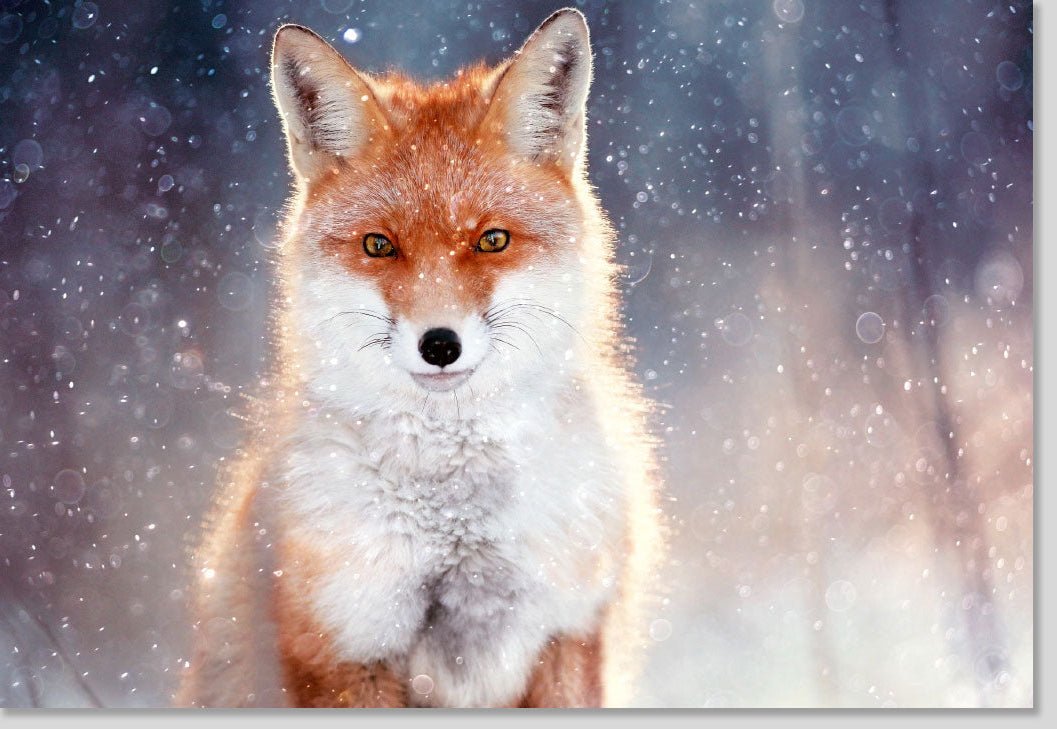 Geburtstags - Doppelkarte mit Fuchs - Motiv: Blankokarte für Tierliebhaber und Naturfreunde, Stimmungsvolle Grußkarte mit Wildtier - Fotografie, Waldtiere im Schneefall, Perfekte Geschenkidee für Erwachsene und Kinder, Hochwertige Postkarte in Orange - Weiß