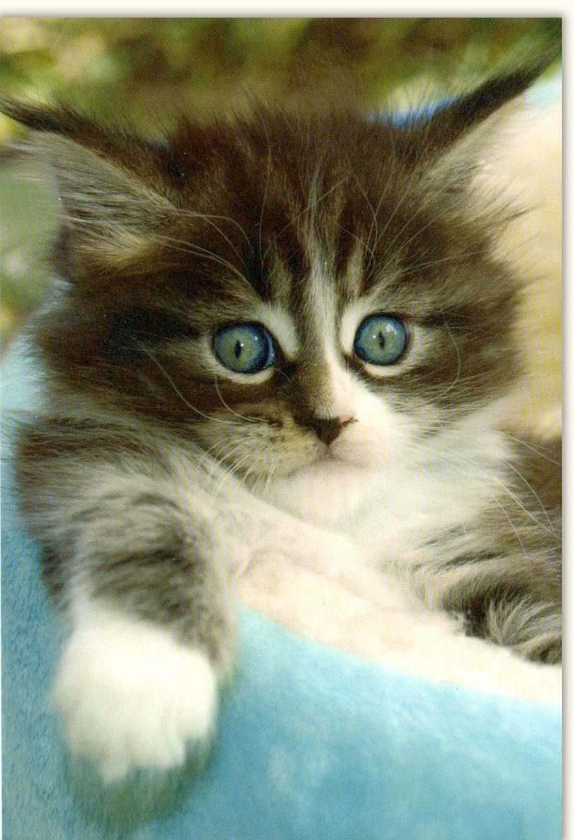 Geburtstags - Doppelkarte mit Süßem Katzenbaby - Motiv | Flauschiges Tierbaby Haustier | Niedliche Blankokarte für Anlässe | Geschenk für Tierliebe & Katzenfreunde | Pelzig Weiches Kätzchen mit Blauäugigen Augen & Schnurrhaar - Fellzeichnung