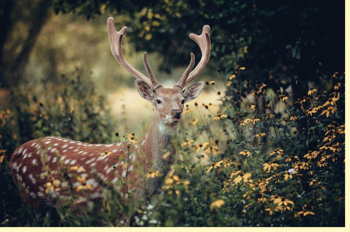 Geburtstags - & Jubiläums - Doppelkarte mit Hirsch - Motiv | Wald & Natur Fotografie | Blanko Grußkarte für Naturfreunde und Tierliebhaber | Öko - Freundliches Geschenk in Grün & Braun | Allzweckkarte