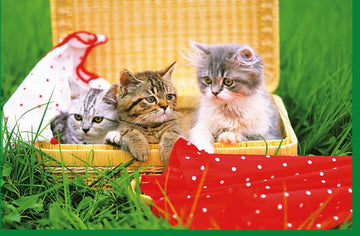 Geburtstags - & Jubiläumskarte - Niedliche Tierbabys in einem Korb, Katzen mit Gras Motiv, Blanko Doppelkarte für Allgemeine Anlässe, Glückwunsch & Dankeschön Grußkarte, Ausdruck von Tierliebe und Freundschaft