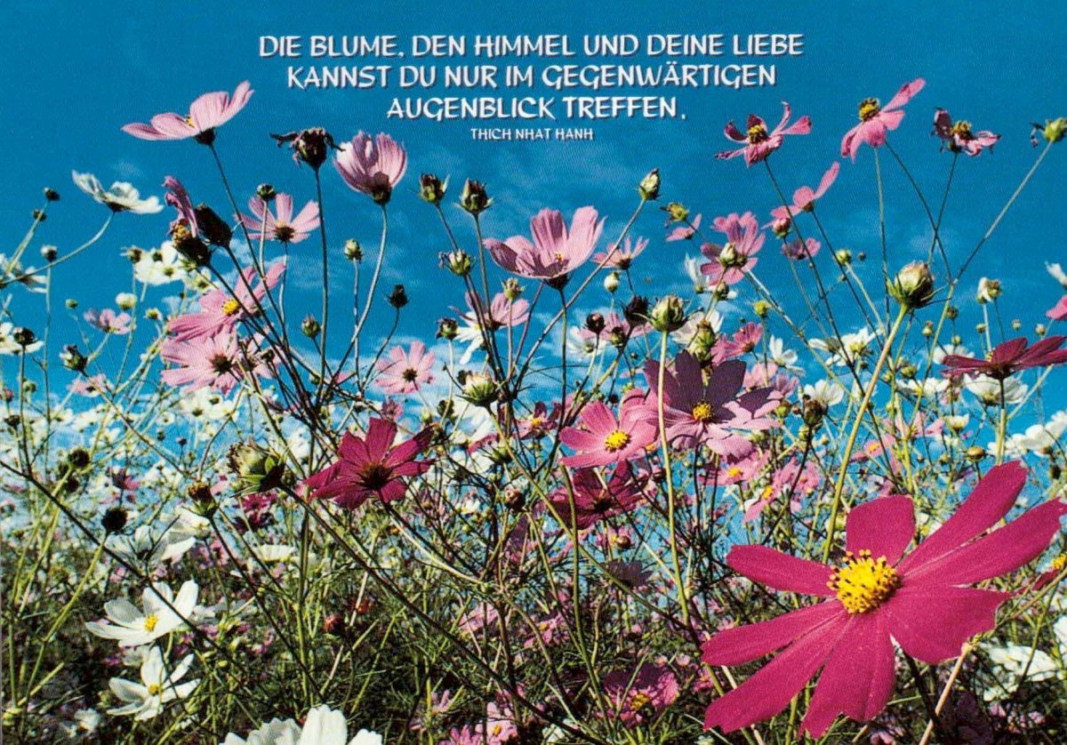 Geburtstags - Postkarte mit Blumen & Himmel - Motiv – Inspirierendes Zitat von Thich Nhat Hanh, Natur - Schönheit & Achtsamkeit