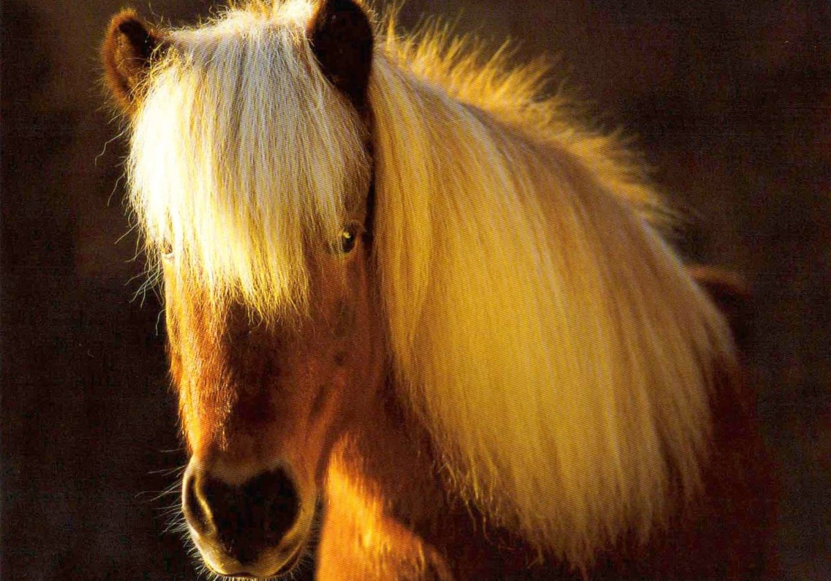 Geburtstags - Postkarte mit Islandpferd im Tölt - Eleganter Hengst bei Sonnenuntergang, Kraftvolle Mähne, Tier & Natur Fotografie für Pferdefreunde