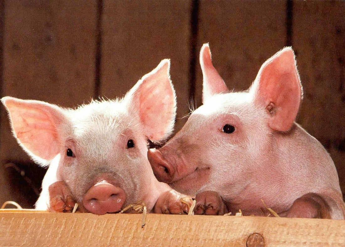 Geburtstags - Postkarte mit niedlichen Ferkeln – Bauernhof - Tiere, Rosa Schweinchen, Freundschaftsmotiv, Blanko Glückwunschkarte mit Lächeln, Schnauze & Ohren