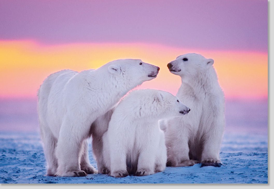 Geburtstagskarte "Arctic Embrace": Eisbären - Familie im Schnee, Natur - Tiermotiv, Blanko Grußkarte für Tierfreunde, Rosa - Lila Himmelsfotografie, Kunstvolle Polar - Arktis - Illustration, Geschenkidee mit Liebe und Zusammenhalt, Umweltschutz Botschaft