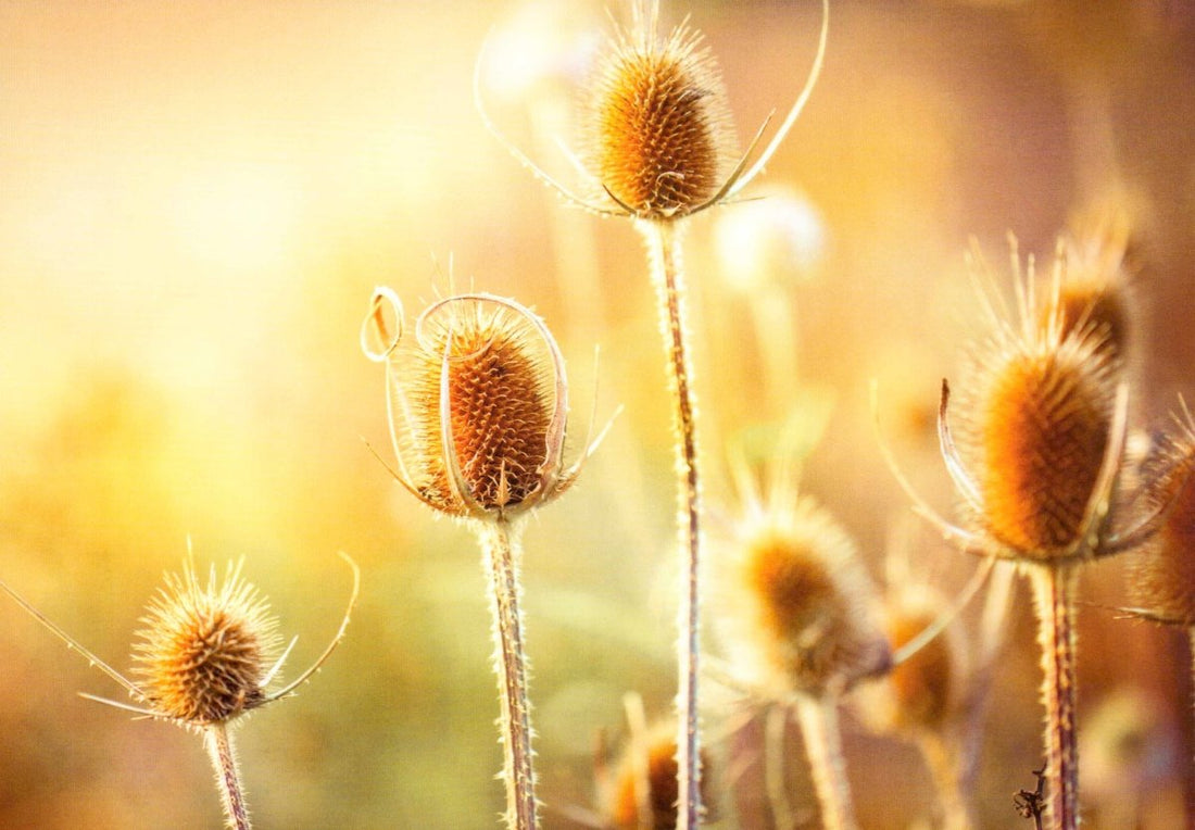 Geburtstagskarte Blumenmotiv - Distel im Sonnenuntergang, Warme Farben Orange Gelb, Vintage Botanik mit Weichzeichnung Lichtspiel