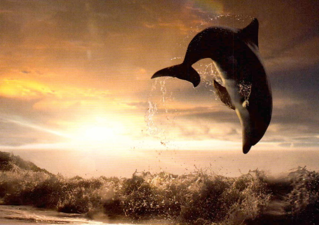 Geburtstagskarte - Delfin Sprung bei Sonnenuntergang, Natur Tier Fotografie, Meer & Himmel Postkarte, Ozean Wellen Freiheit Motiv