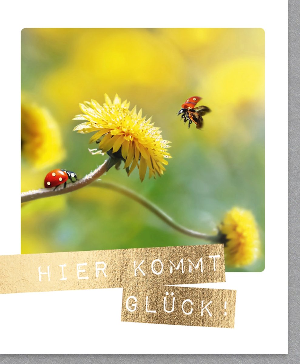 Geburtstagskarte Doppelkarte - Fröhliche Glückwunschkarte 'Viel Glück' mit Marienkäfer & Löwenzahn Motiv, Gelbe Blume Natur Fotografie, Positiver Wunsch Glücksbringer