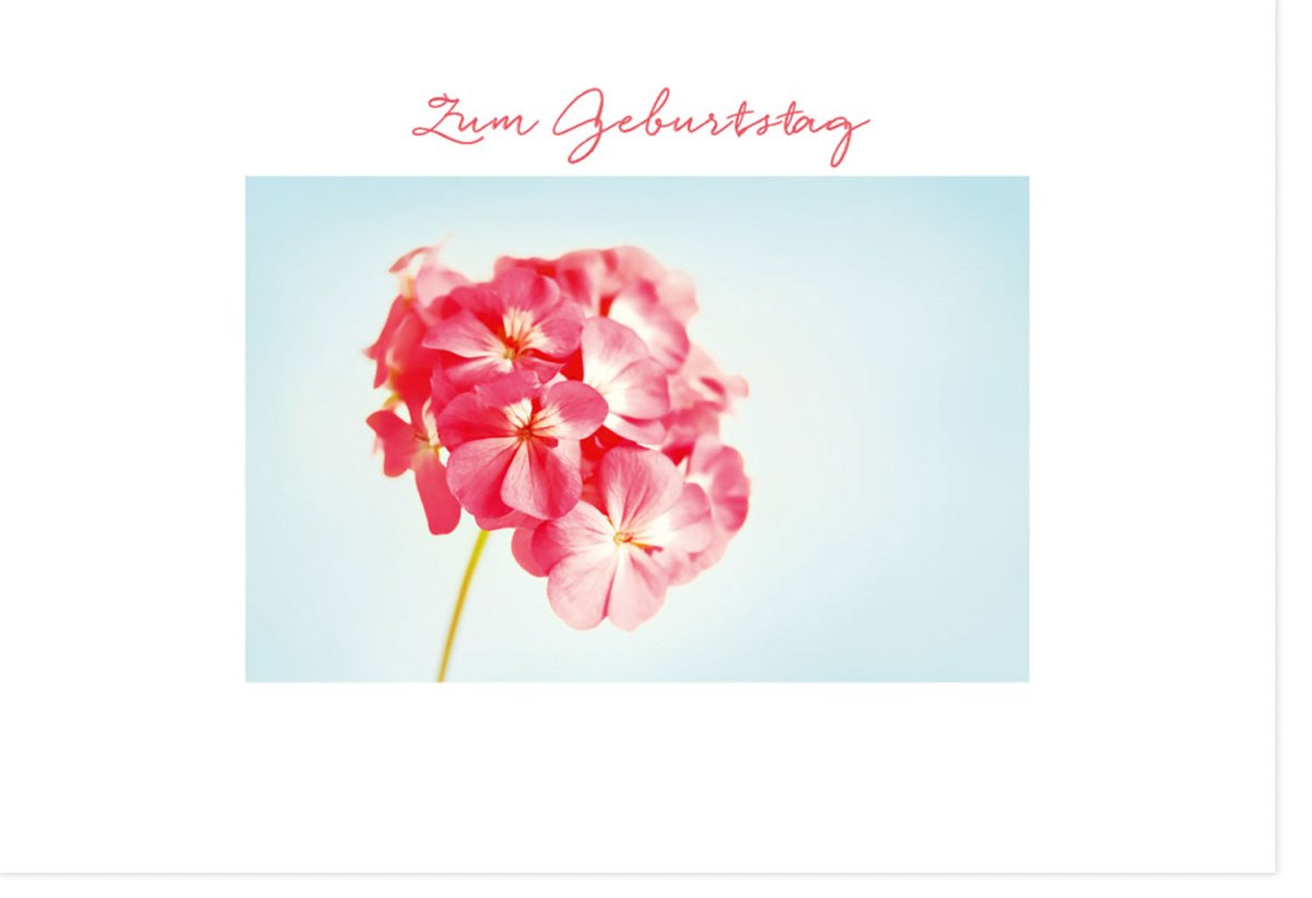 Geburtstagskarte Doppelkarte mit Blumenmotiv - Elegante Geranien in Rosa, Schlichtes Design, Fotografie Blüten, Glückwunschkarte für Geburtstag, Feierliche Gratulationskarte zur Festlichkeit