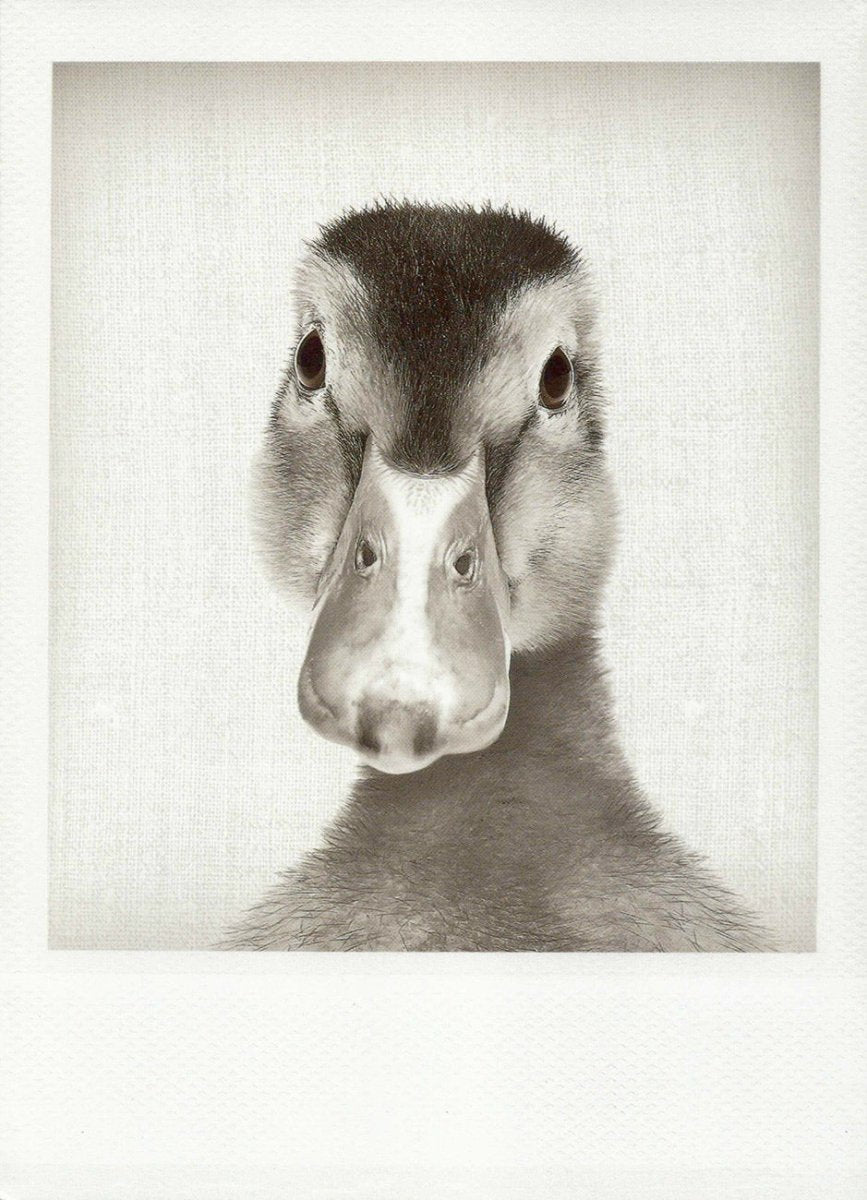 Geburtstagskarte Ente in Schwarzweiß: Elegante Tier - Fotografie, Vintage - Stil Blankopostkarte mit Detailreicher Nahaufnahme, Natürliches Wildlife - Portrait, Stilvolle Monochrome Vogel - Karte