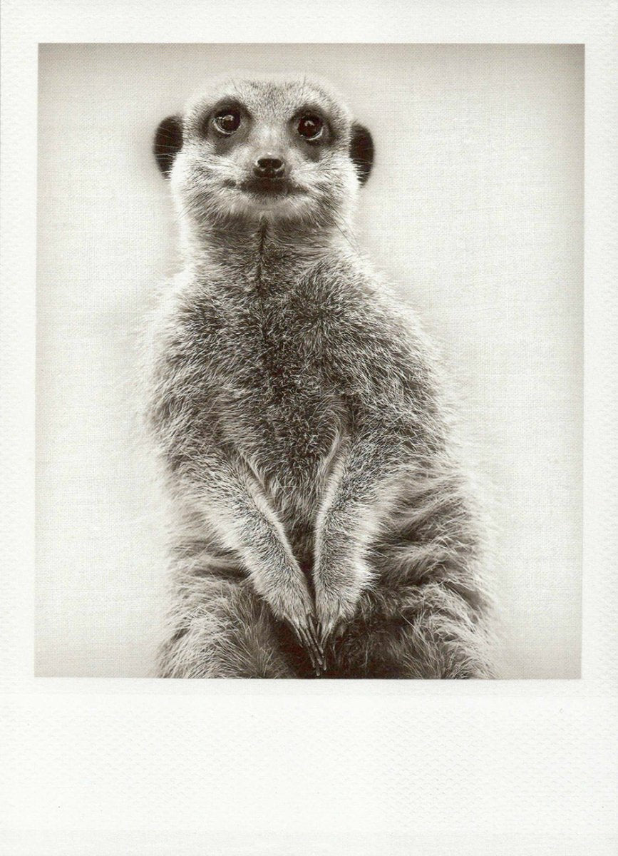 Geburtstagskarte Erdmännchen - Charmante Schwarzweiß - Fotografie, Wachsame Tiere in der Wildnis, Stehende Beobachtung, Natur - Motiv Blankokarte, Vintage Retro - Design, Ideal für Sammler & Deko, 1 Stück