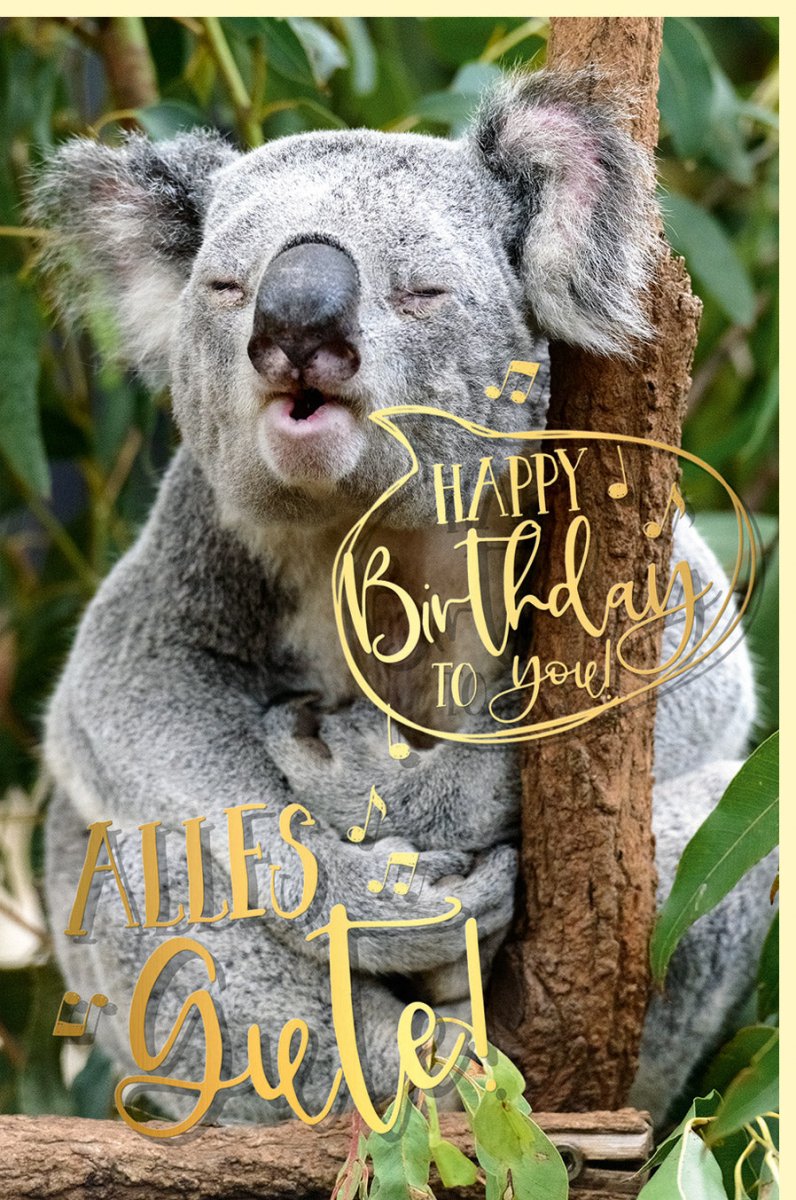 Geburtstagskarte Koala - Motiv mit Goldfolie – Lustige Glückwunsch Doppelkarte für Geburtstag, Humorvolle Gratulationskarte mit Tier und Witz