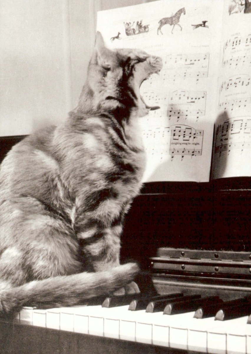 Geburtstagskarte mit Katze am Klavier - Musikalische Schwarz - Weiß Fotografie Postkarte für Tierliebhaber, Musiker & Humorvolle Geschenkidee - Vintage Retro Künstlerisches Dekor & Wandkunst Sammlerstück