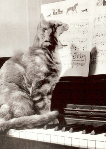 Geburtstagskarte mit Katze am Klavier - Musikalische Schwarz - Weiß Fotografie Postkarte für Tierliebhaber, Musiker & Humorvolle Geschenkidee - Vintage Retro Künstlerisches Dekor & Wandkunst Sammlerstück