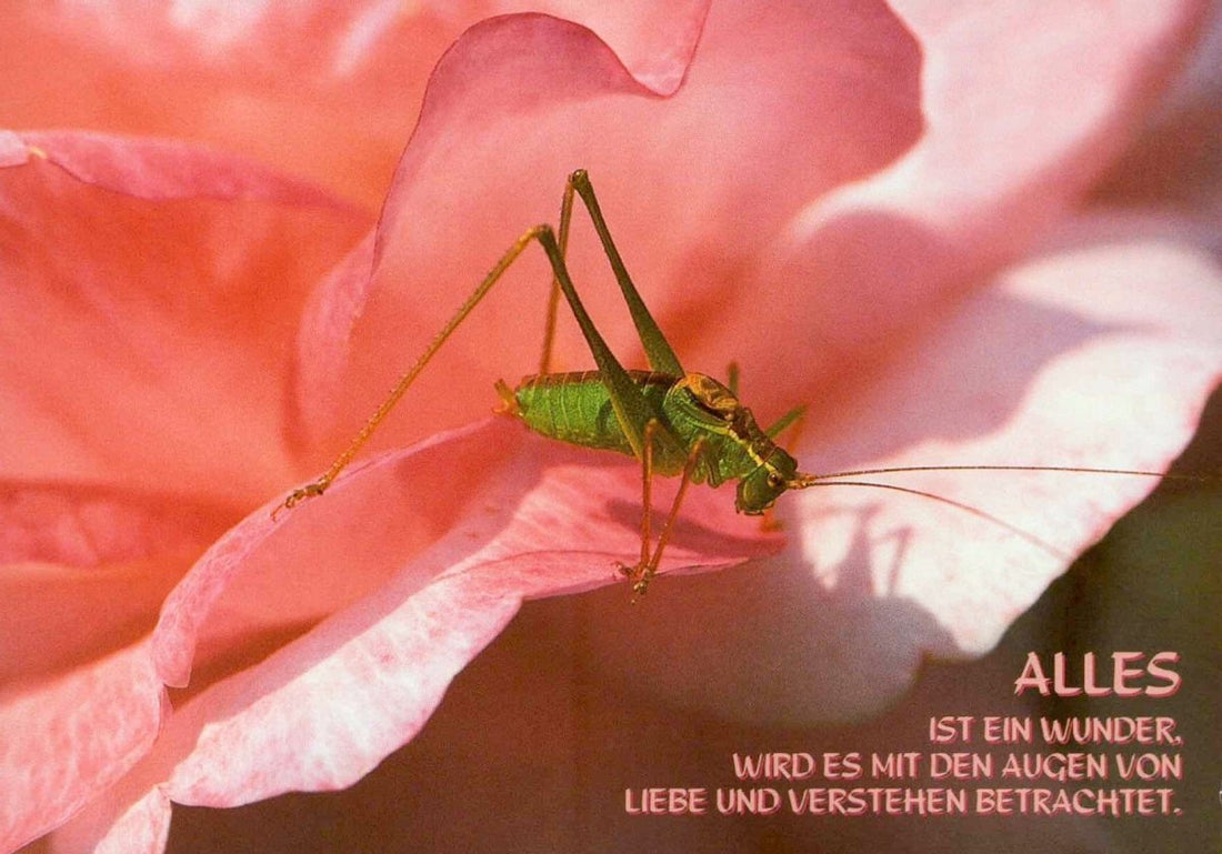 Geburtstagskarte Postkarte mit Sprüchen – "Wunder der Liebe & Natur" – Inspirierende Makroaufnahme eines Grashüpfers auf rosa Blume, Textbotschaft für Motivation, Positivität & Achtsamkeit, Schönheit im Detail