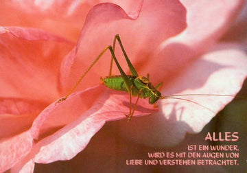 Geburtstagskarte Postkarte mit Sprüchen – "Wunder der Liebe & Natur" – Inspirierende Makroaufnahme eines Grashüpfers auf rosa Blume, Textbotschaft für Motivation, Positivität & Achtsamkeit, Schönheit im Detail