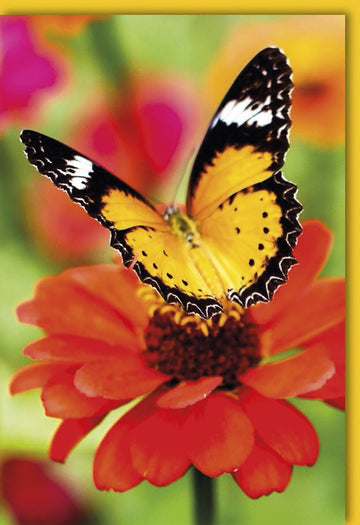 Geburtstagskarten Glückwunschkarten Geburtstag Doppelkarte mit Schmetterling auf roter Blume farbenfrohes Design ideal zum Verschenken hochwertiger Druck mit Umschlag