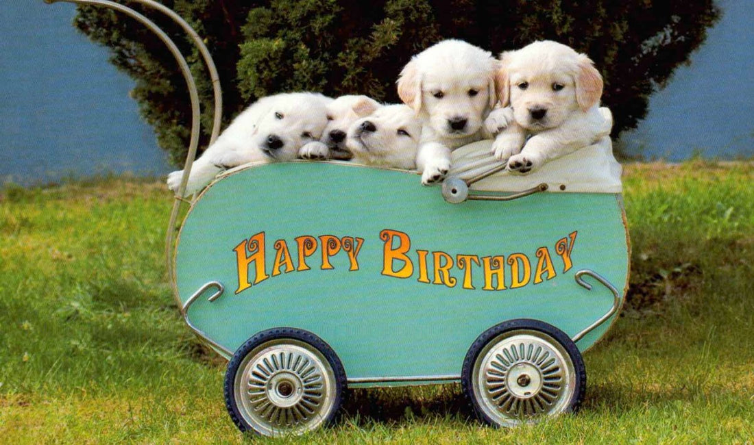 Geburtstagspostkarte Hundewelpen Bollerwagen: Happy Birthday
