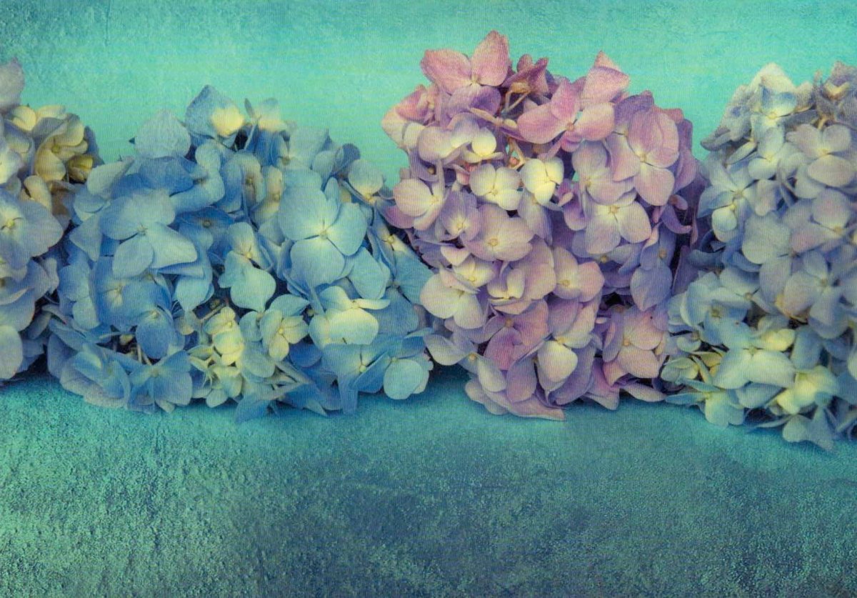 Herbstliche Blumen - Postkarte: Vintage Hortensien in Grün, Blau & Lila – Natur Floral Kunst Fotografie, Dekorative & Sammlergeschenk