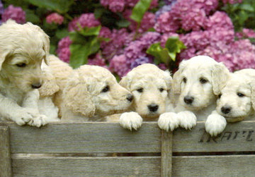 Postkarte blanko 6 Welpen: Puppies