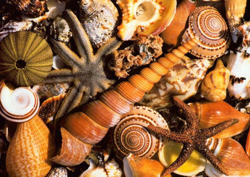 Postkarte blanko Beach Souvernirs Muscheln