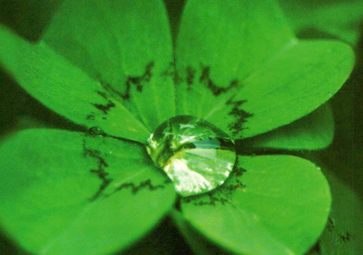 Postkarte blanko Kleeblatt: Good Luck