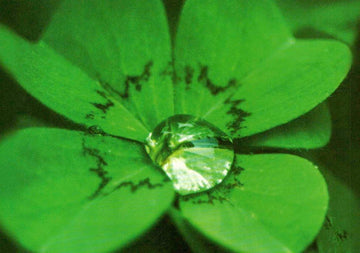 Postkarte blanko Kleeblatt: Good Luck