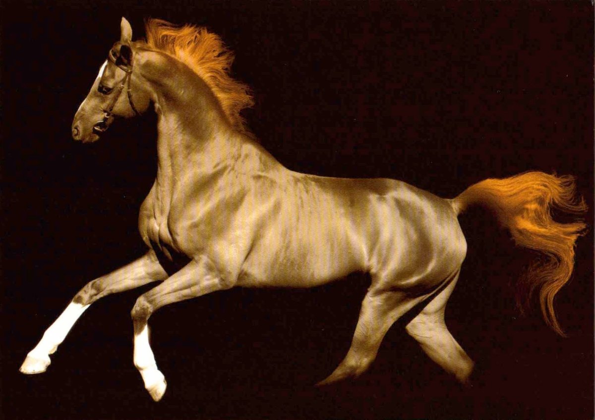 Postkarte blanko magic Horse Schimmel