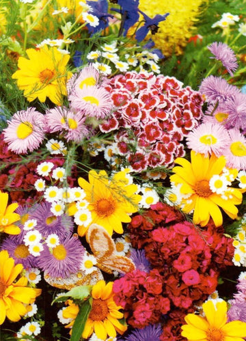 Postkarte blanko Wildblumen: Flowers II