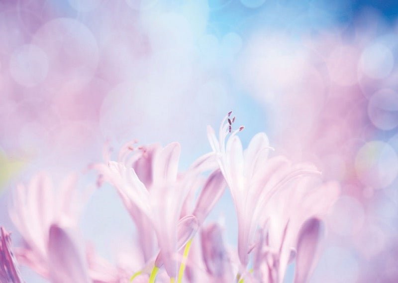 Postkarte Blumen: Crocus