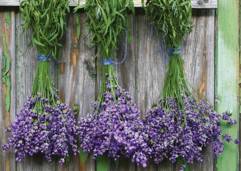 Postkarte Bunch of lavender