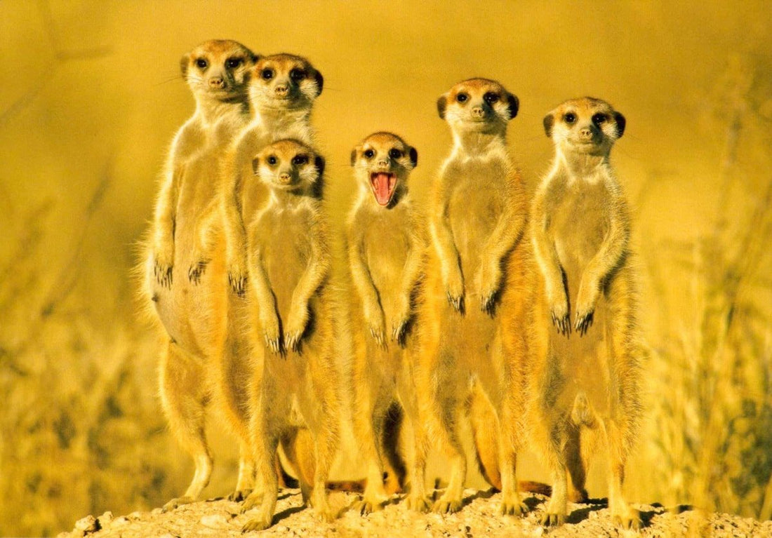 Postkarte Foto 6 Erdmännchen