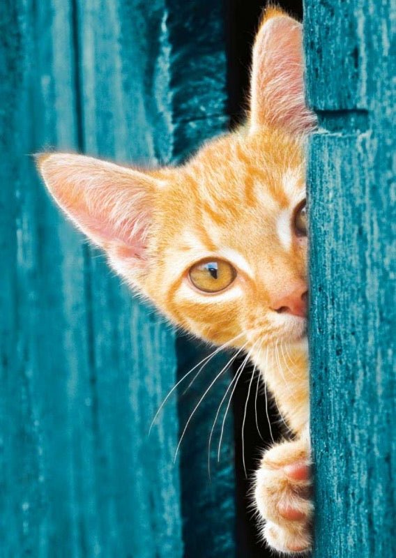 Postkarte Greek Island Katze