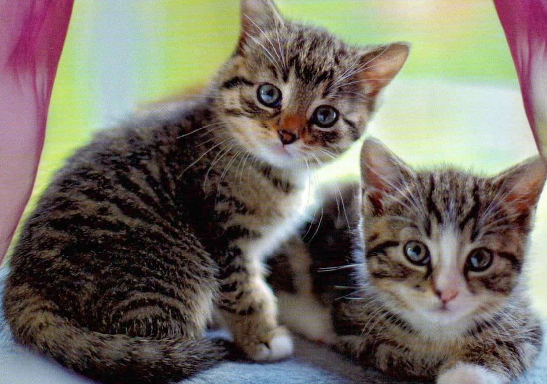 Postkarte Katzen niedlich Kittens