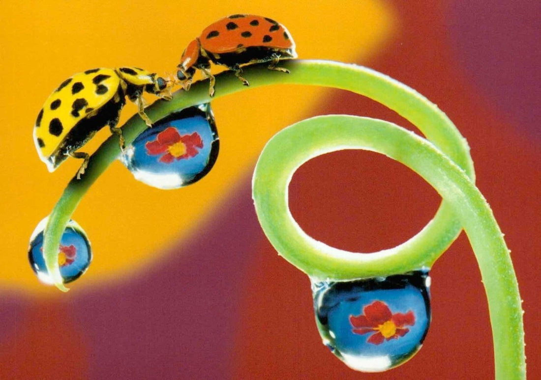 Postkarte Marienkäfer With love! Du fond du coeur!