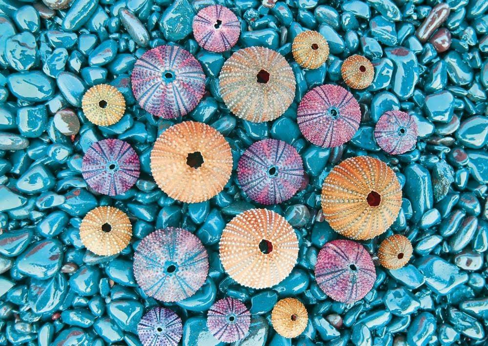 Postkarte Meer Wasser Colorful sea urchins
