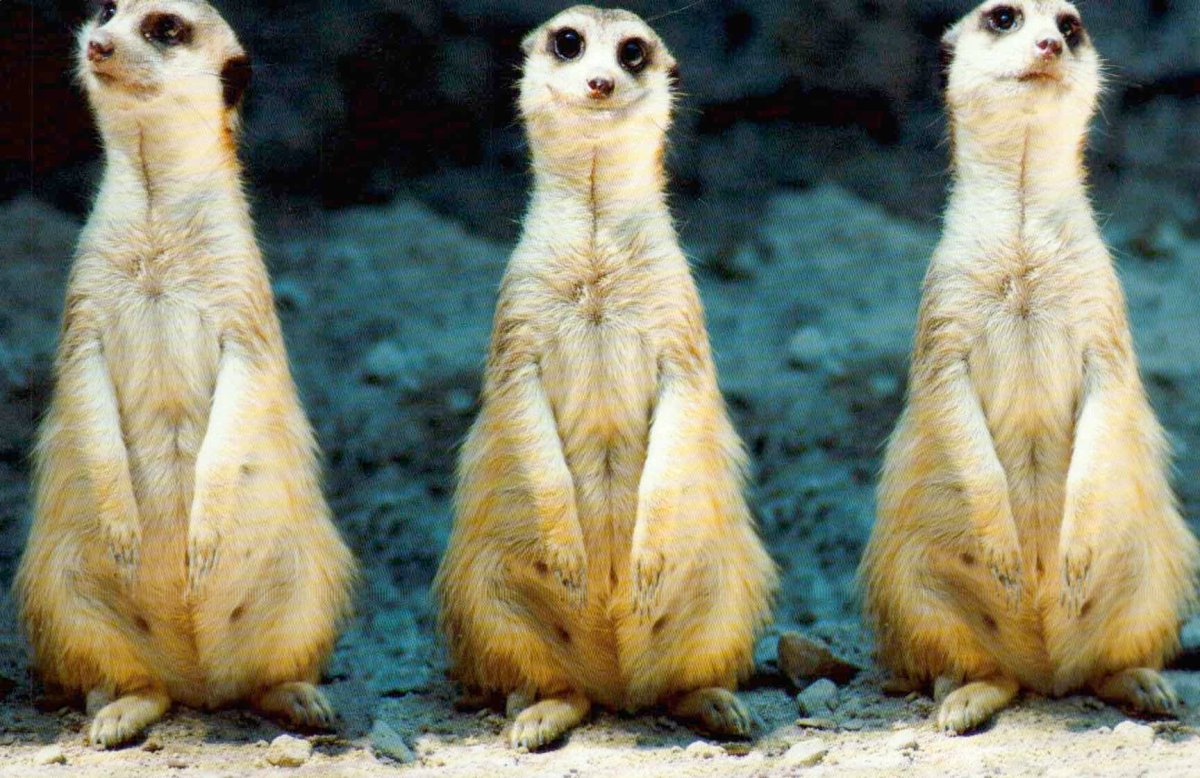 Postkarte Meerkat Erdmännchen