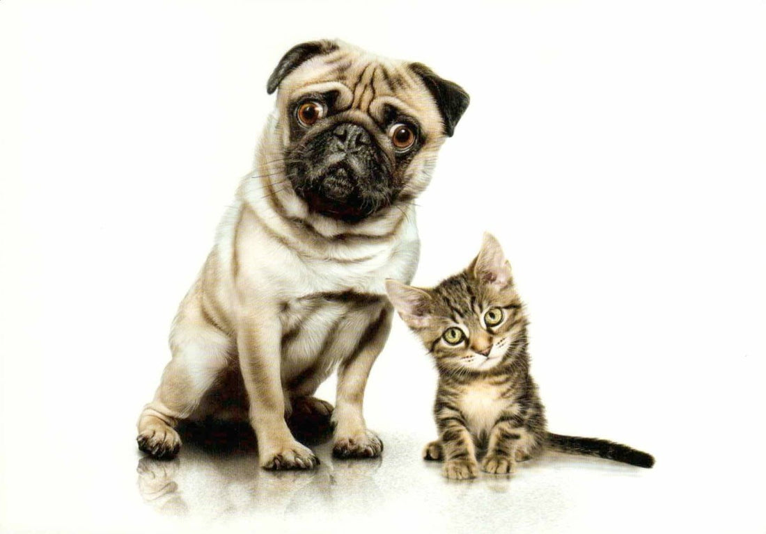 Postkarte Mops und Kätzchen Tiere