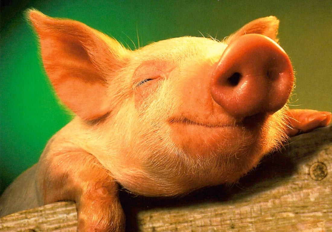 Postkarte Schwein Lucky Piggie