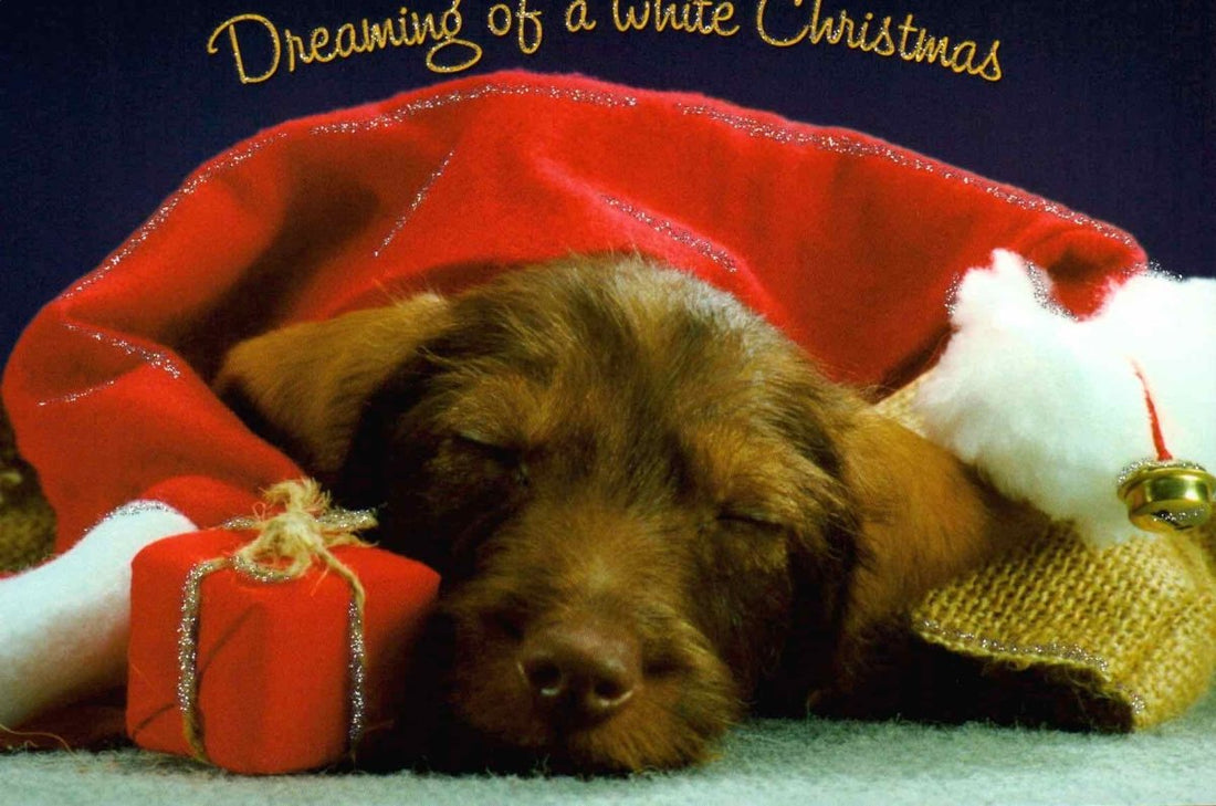 Postkarte Tiere: dreaming of a white christmas