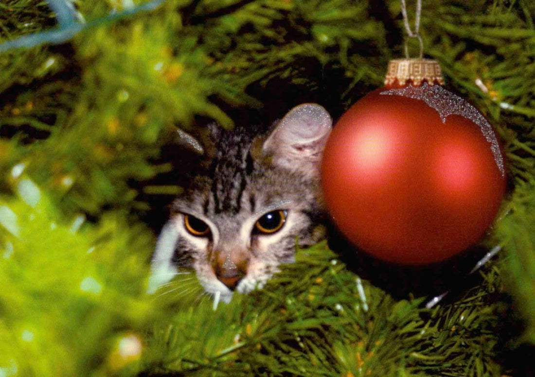 Postkarte Tiere Katze Weihnachtsbaum: frohe weihnachten